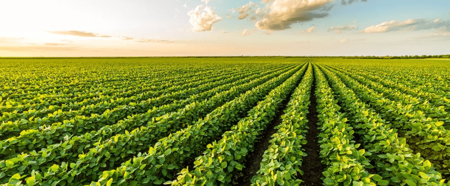 Cultivated field